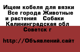 Ищем кобеля для вязки - Все города Животные и растения » Собаки   . Калининградская обл.,Советск г.